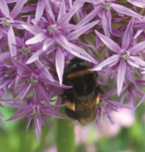 9_Bees hi-res © Harrogate Flower Show